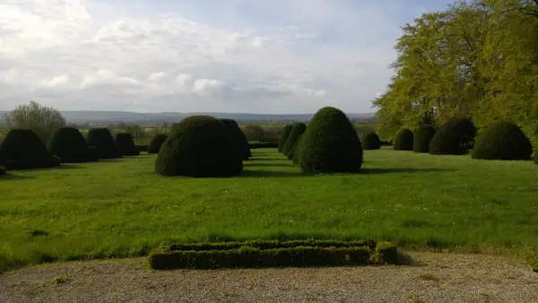 Plantation d'ifs centenaires